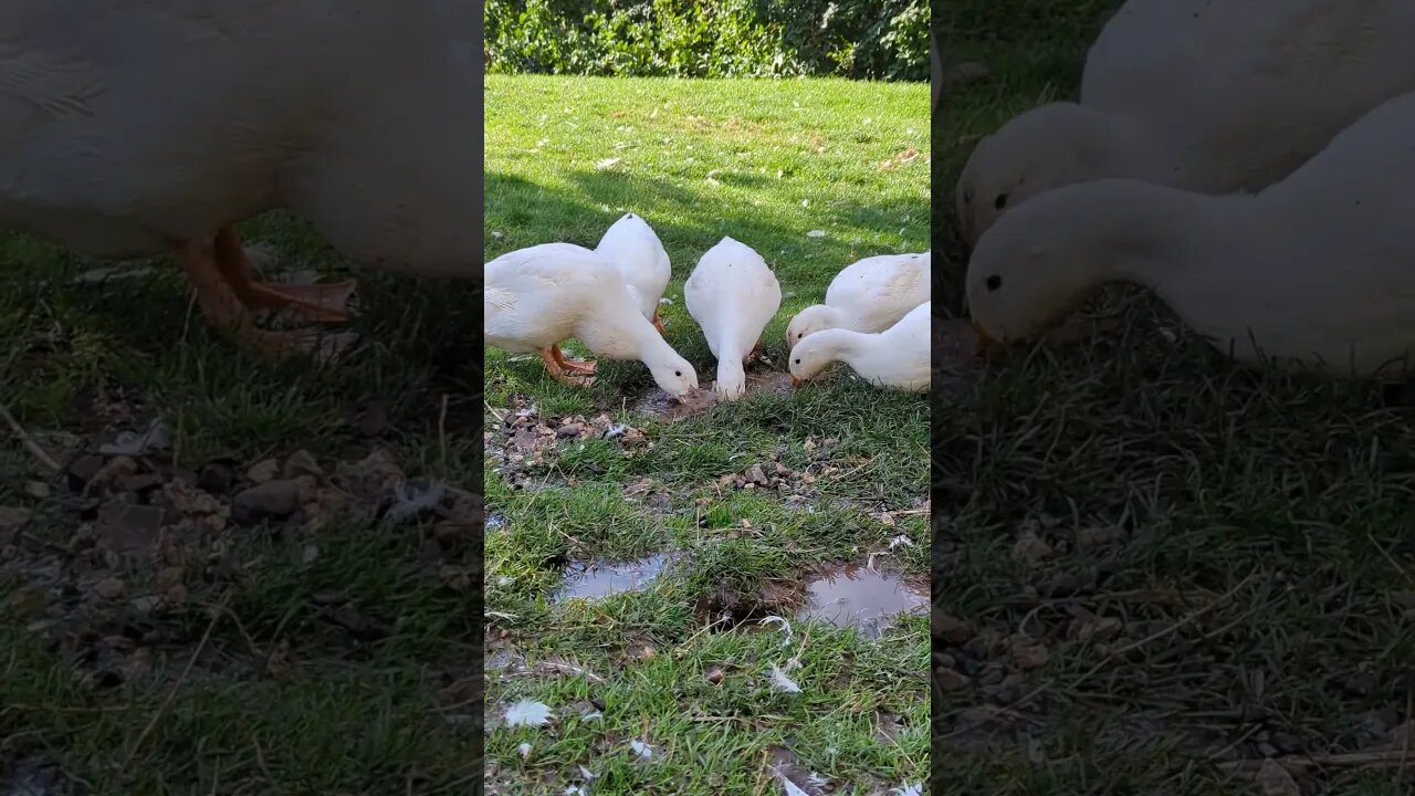 #cute #farmanimals #ducks #homesteading #farmlife #countrylife