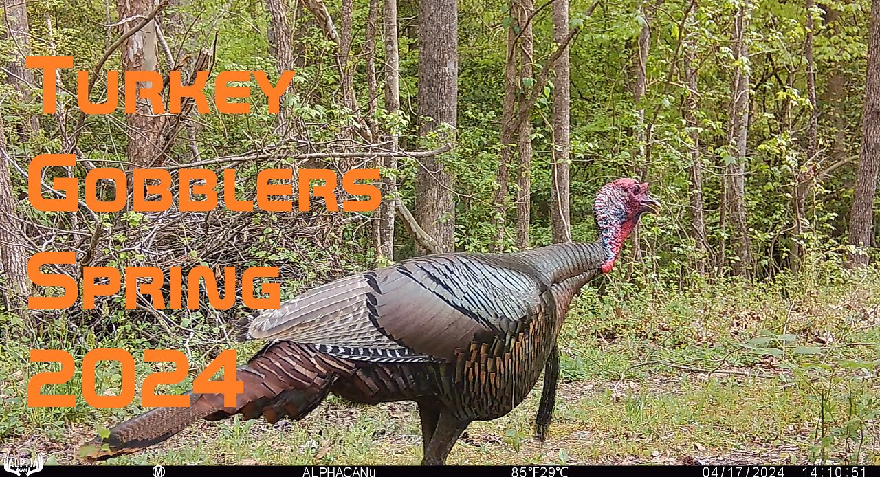 Wild Turkey Gobblers Spring 2024