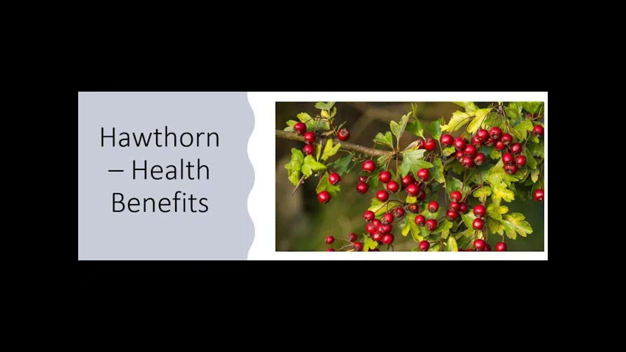 Hawthorn Health Benefits