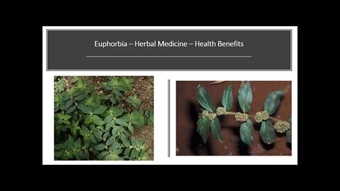 Euphorbia hirta - Spurge - Herbal Medicine Benefits