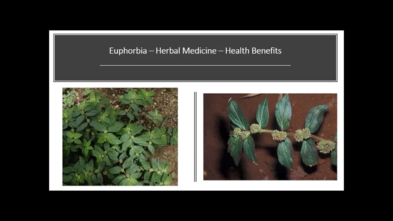 Euphorbia hirta - Spurge - Herbal Medicine Benefits