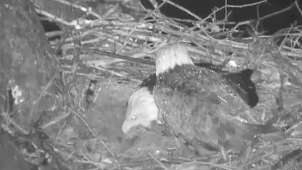 Pittsburgh Hays Bald Eagles March 29, 2014 Rough night