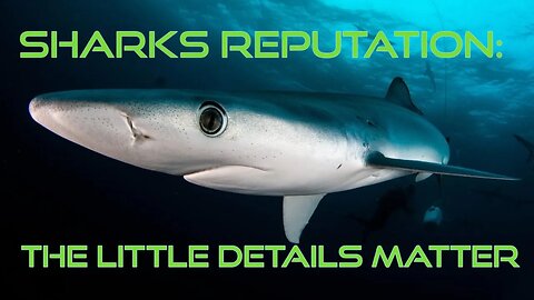 Sharks Reputation: The Little Details Matter