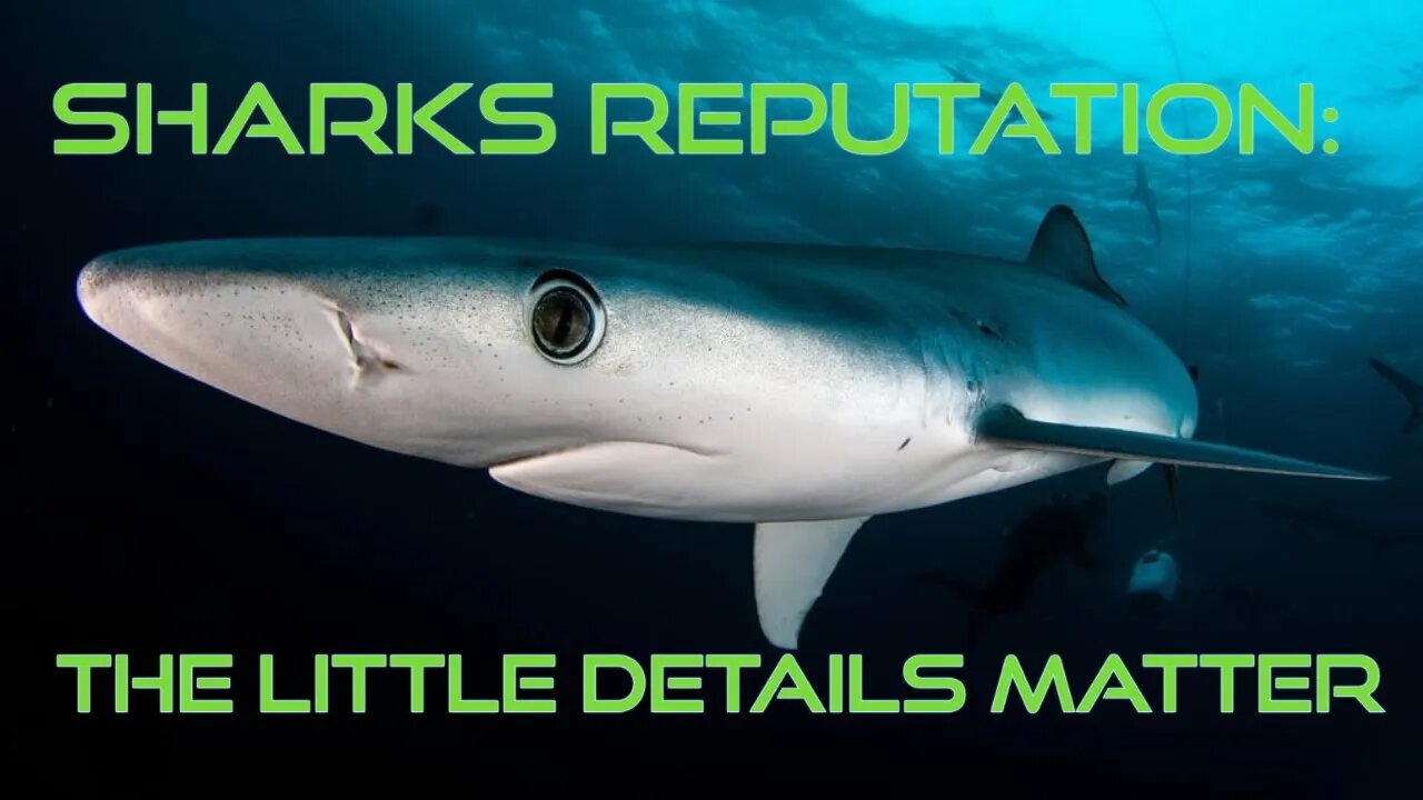 Sharks Reputation: The Little Details Matter