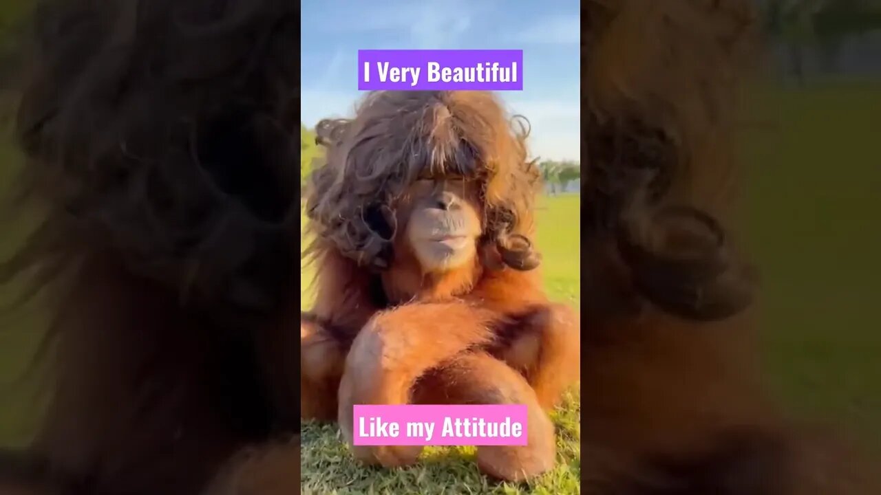 monkey like a woman#animals #shorts #tiktok #dogs #Gigox