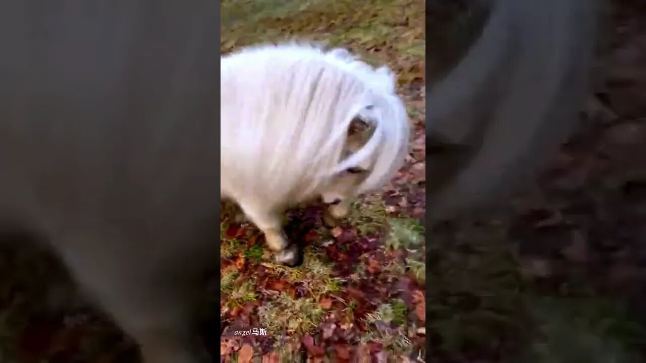 White ponies