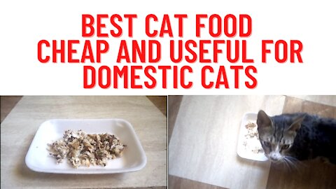 Best cat food Cheap and useful for domestic cats