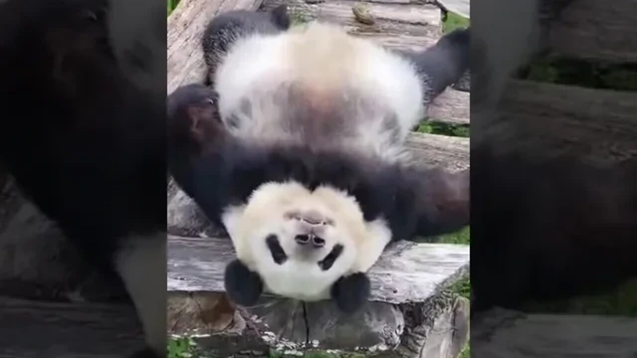 Sleeping Panda