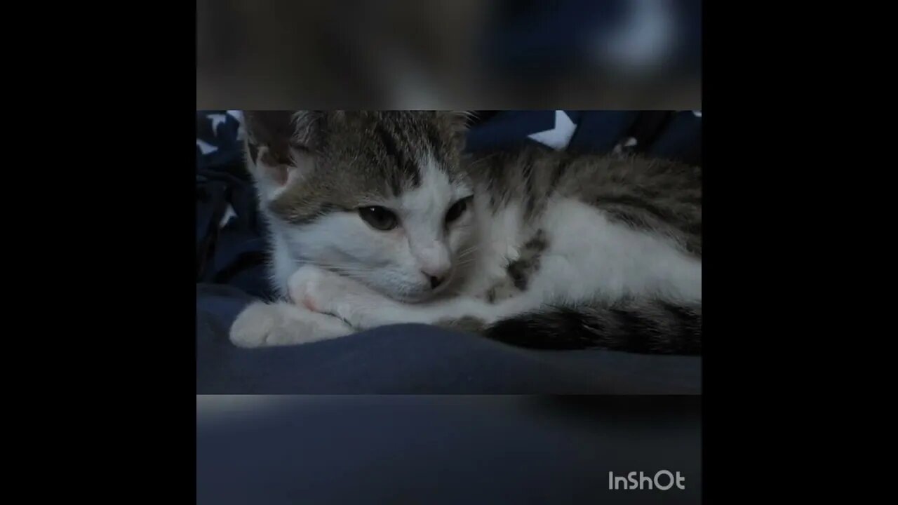 cute Cat