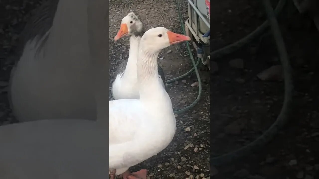 Hanging out with my geese 💕