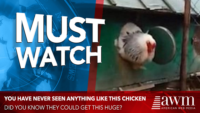 Video Of Chicken Is Going Viral. Once He’s Fully Outside The Coop, You’ll Understand Why