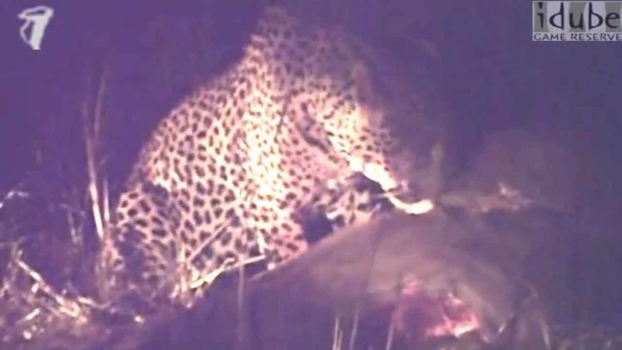 Male Leopard Having Dinner