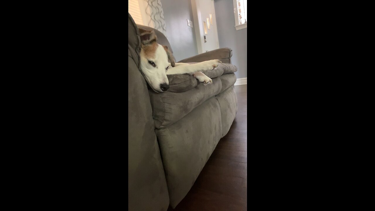 Mylos dog fwend is sleepying! 😍