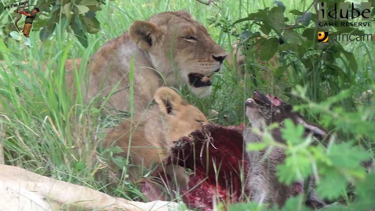 Daughters Of The Mapogo Lions - Rebuilding The Othawa Pride - 32: Waterbuck Meals