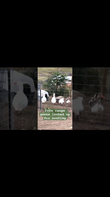 Free range geese need to be locked up during nesting for safety