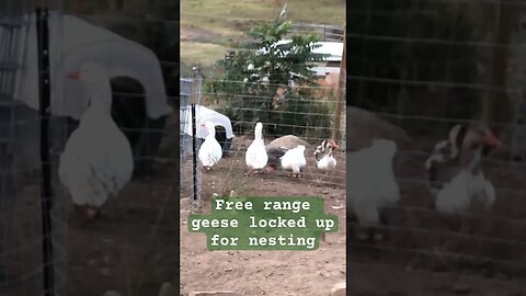 Free range geese need to be locked up during nesting for safety