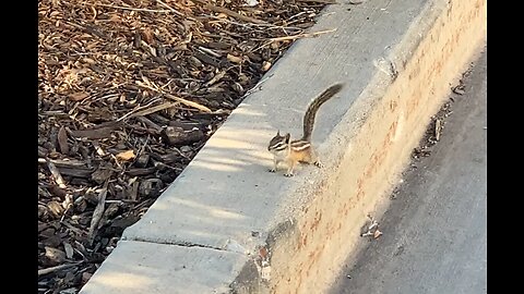 Squirrelly Chipmunks