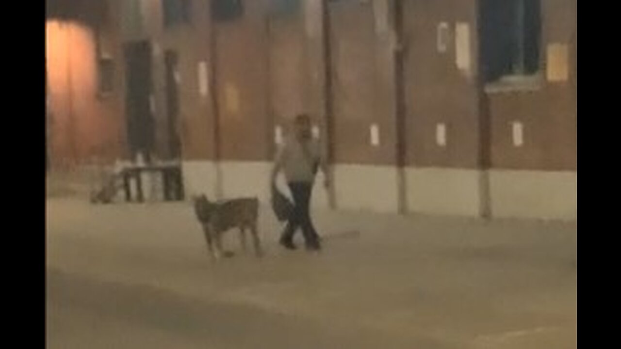 Summer, 2021: Stalker Lets Dog off Leash and Helicopters Overhead