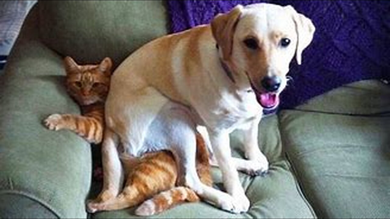 Funny Dogs, Cats and Animals Videos