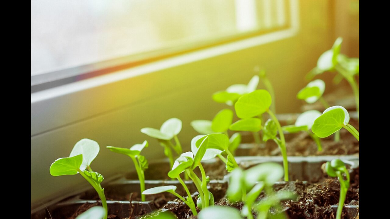 Grow anything| Germination| Bell pepper seedlings