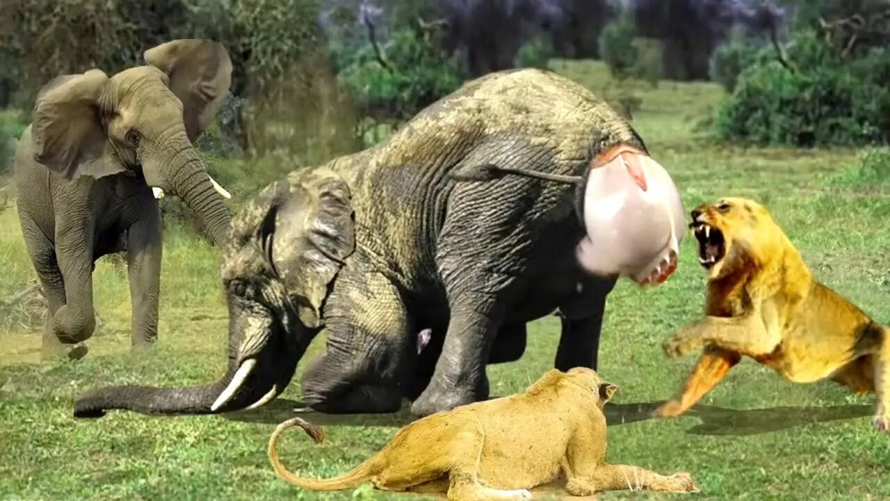 Lion attack to Elephant very brutally 2022!! wild animals ||