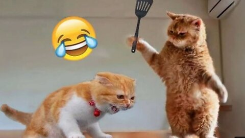 Funny cat videos 🤣😝 #funny #kids #lol