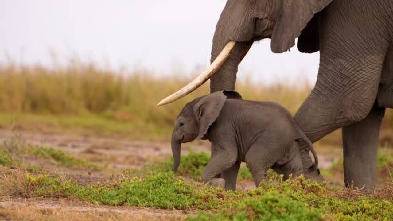 Cute Baby Elephant 🐘 beautiful 😍❤️