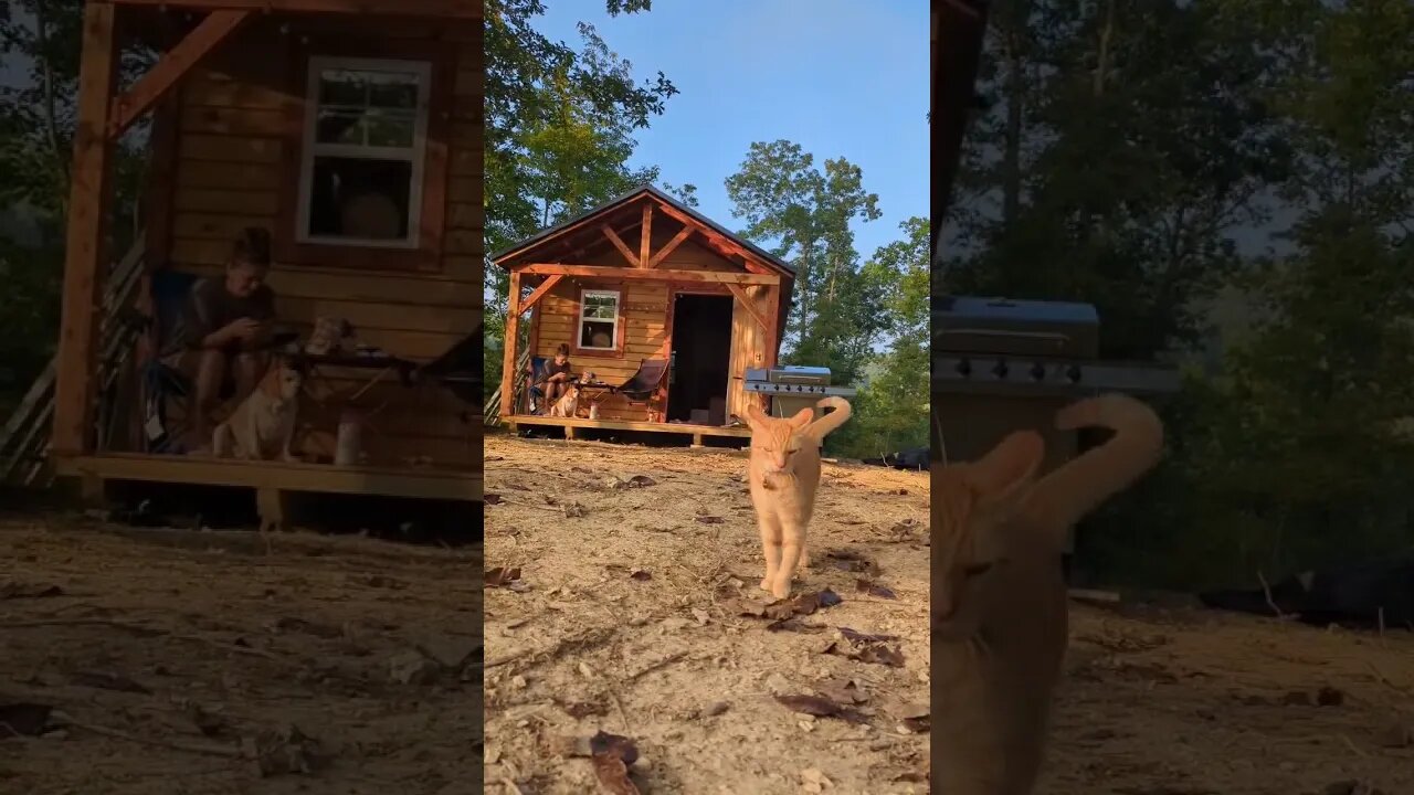 living down a dead-end windy road is pretty incredible! #homestead #nature #homesteading #offgrid