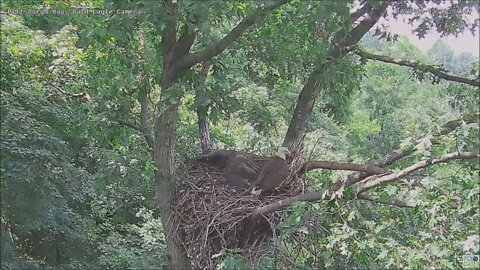 Hays Bald Eagles Mom brings Food For H18 and H16 flies in 61222 14:53