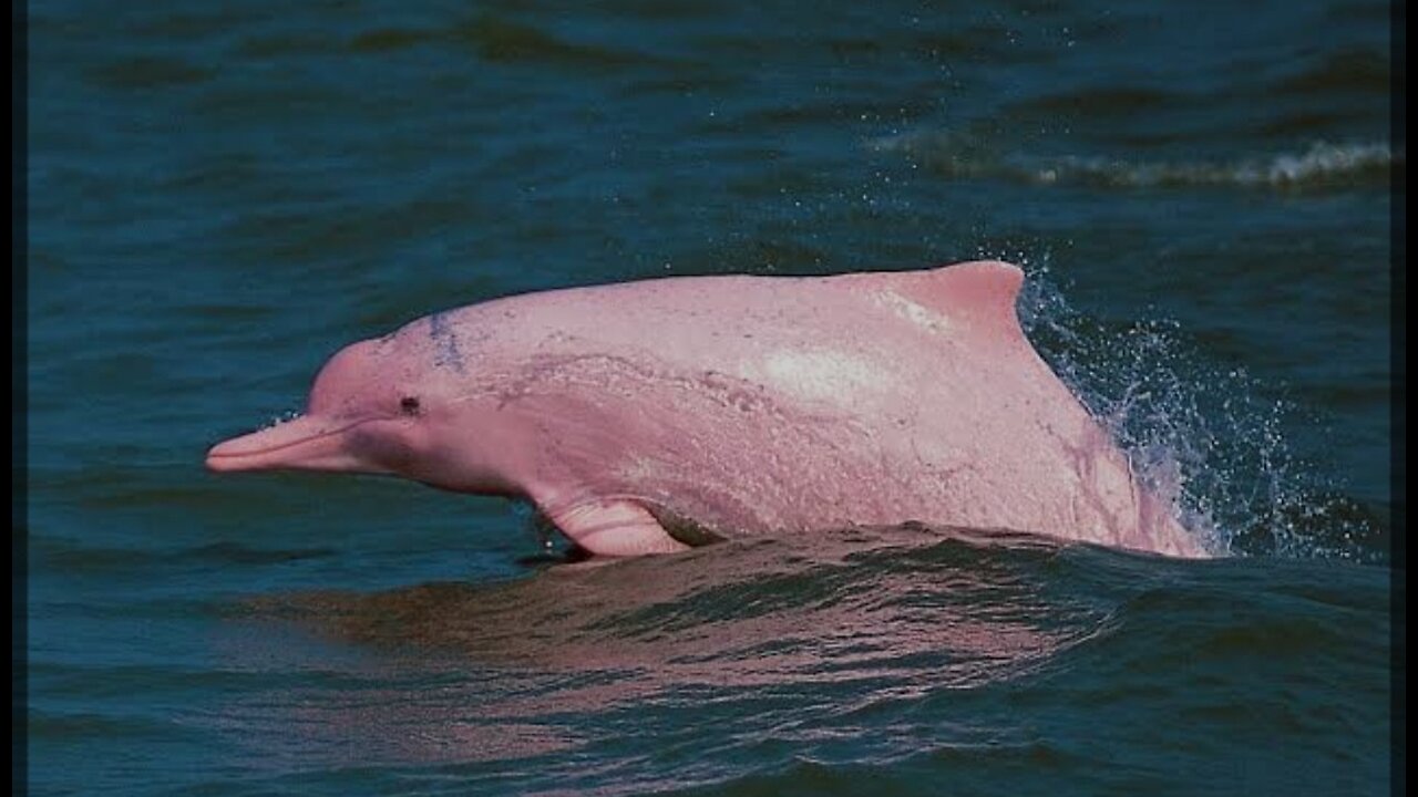 Fisherman releases an endangered Chinese white dolphin! 🐬❤️