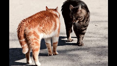 Most Funny Video Cat Fighting 😁😁