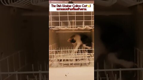 🐈The Calico Dish Washer เครื่องล้างจานแมว #cat #แมว #catlover #catvideos #แมวมึน #cats