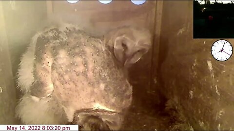 TF delivers. MO brings a rat Ivy goes out. 5-15-22