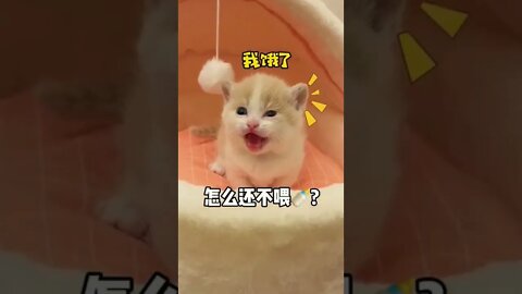 Cutest Animals Baby Cat ||nice moments 😻😽|| #shorts #shortsfeed #youtubepets_&_animals