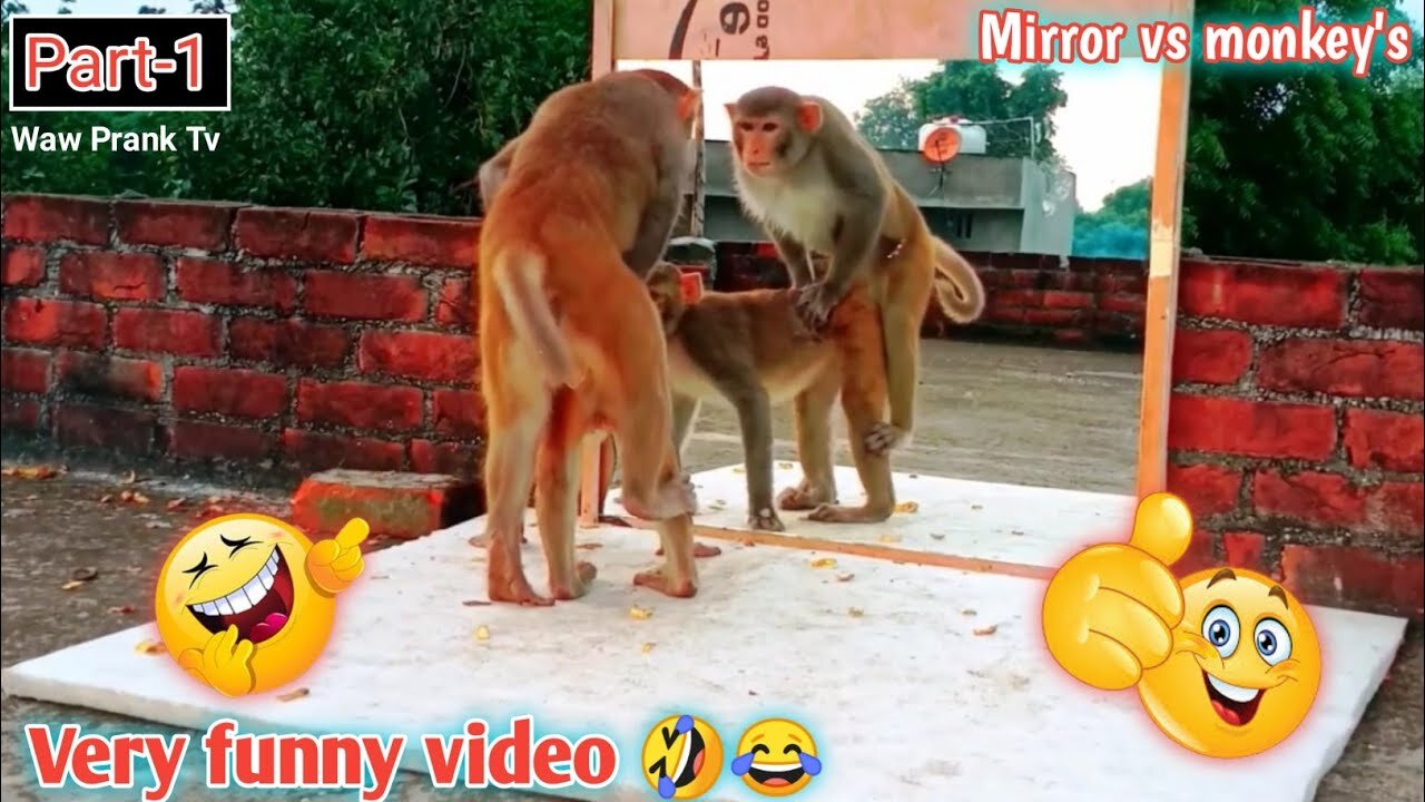 Mirror Prank on Funny Monkeys Hilarious Reactions