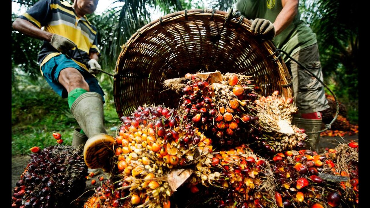 palm oil production process #agriculture #digitalagriculture #farm #farming #palmoil