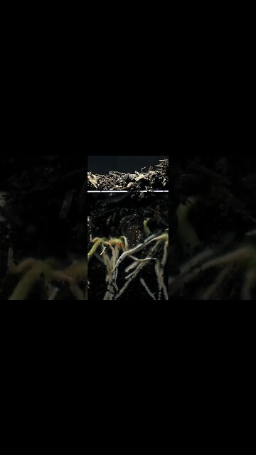 Master Your Garden in Minutes: Unleash the Power of Fruits & Veggies! #shorts