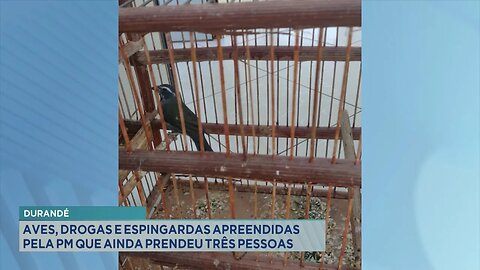 Durandé: Aves, Drogas e Espingardas Apreendidas pela PM que ainda Prendeu três Pessoas.