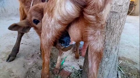 Goat Milking || Cute Cow 🥰