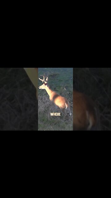 Where would you aim? #deerhunting #deer #hunting #archery #shorts