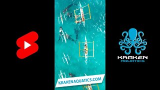 Swimming with Whale Sharks #shorts