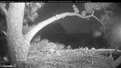 Dad Delivers Breakfast 🦉 4/14/22 06:23