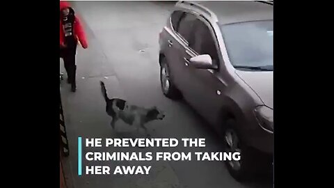 Little stray dog hero saves a girl from being kidnapped as she was back from school