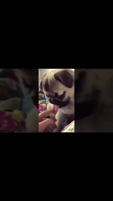 cute puppy sleeping | funny puppy \ #short | short