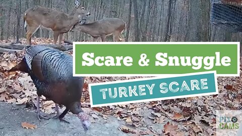 Amari scared by a turkey, gets snuggles from Bella Wildlife Cam 2