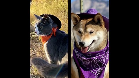 Howl-oween Showdown (Shiba Inu & Kitty Cat Cowboys)