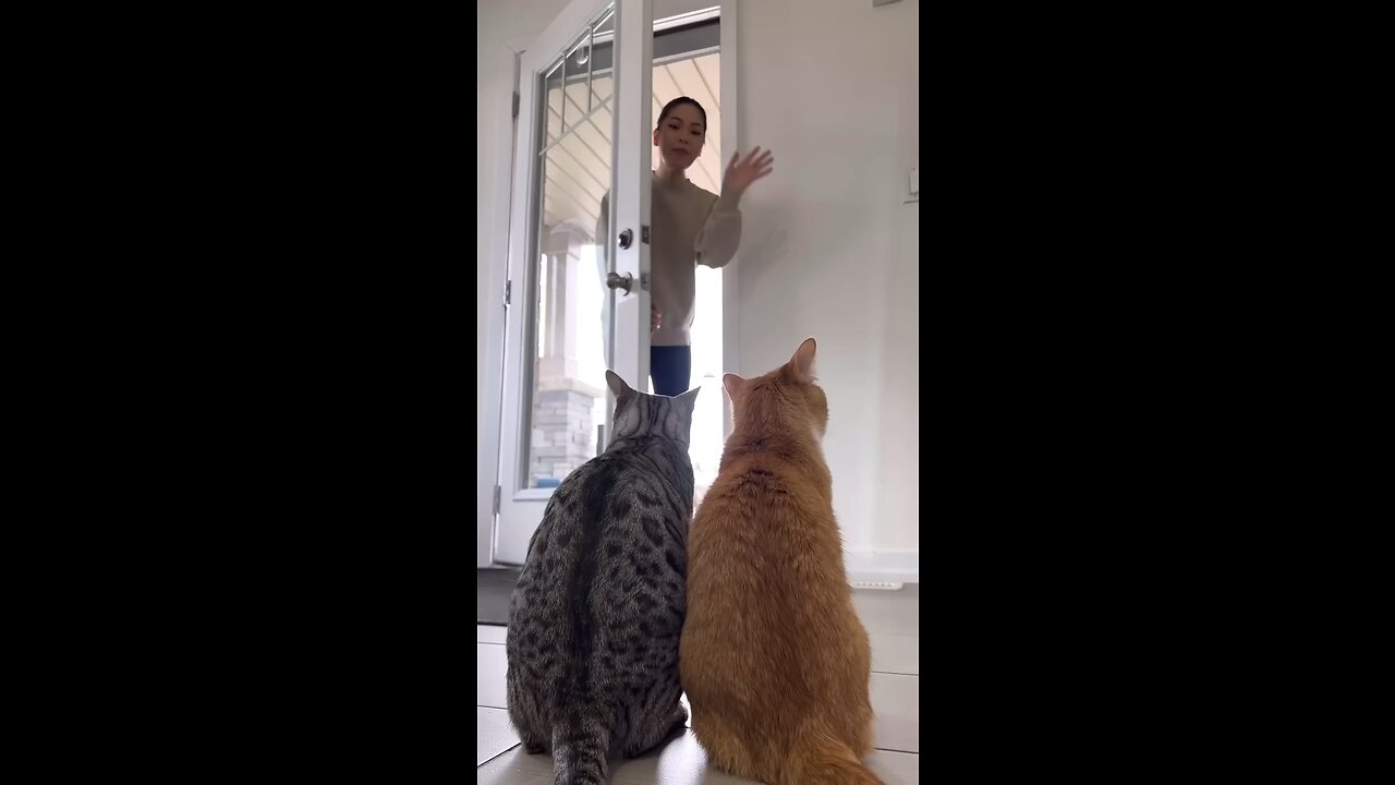 Animal World