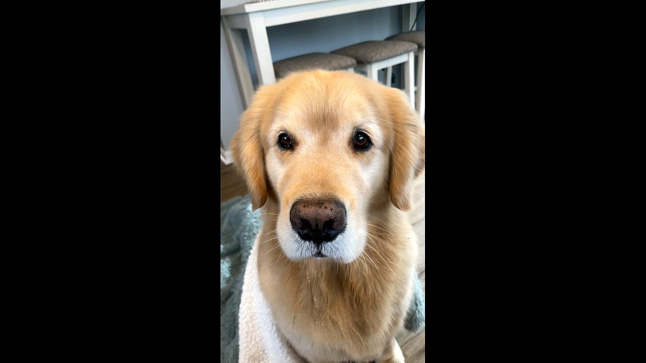 Dogs Are Best Pets Ever 🎀❤️