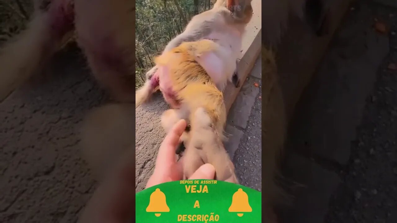 Fazendo Carinho no pé do Macaco #shorts