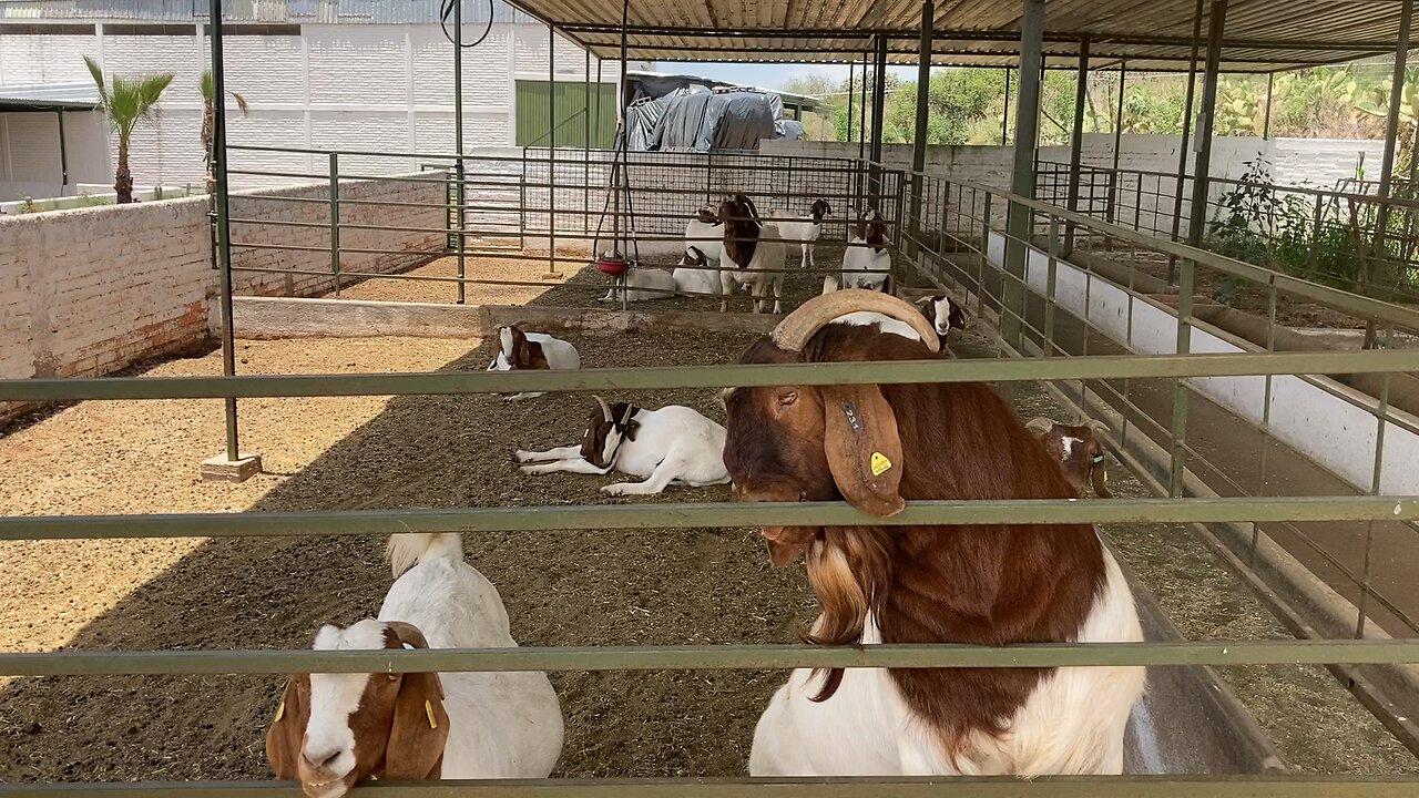 Boer Sudafricanos, Rancho Las Ardillas